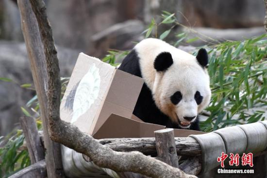On February 16, local time, many Americans came to the National Zoo in Washington to bid farewell to the giant panda "Baby" in the United States. "Baby" will leave for home on the 21st of this month. <a target='_blank' href='http://www.chinanews.com/'width=